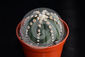 Cactus called \'Astrophytum Asterias Nudum\'