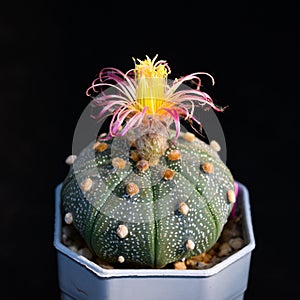 Cactus called \'Astrophytum Asterias Shinshowa\'