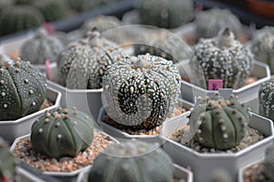 Cactus called \