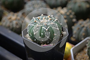 Cactus called \'Astrophytum Asterias Vshape\'