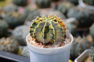 Cactus called \'Gymnocalycium mihanovichii LB Hybrid variegata\'