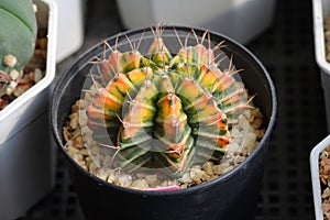 Cactus called \'Gymnocalycium mihanovichii variegata\'