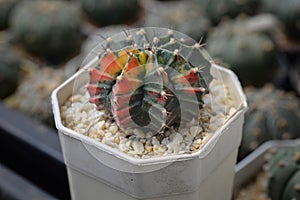 Cactus called 'Gymnocalycium mihanovichii variegata'