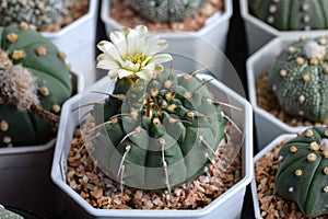 Cactus called \'Gymnocalycium vatteri\'