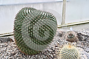 Cactus called in Latin Mammillaria carnea growing in a greenhouse.