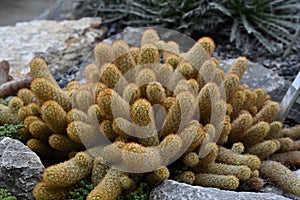 Cactus called in Latin Mammillaria elongata growing in densely packed clusters of elongated oval stems.
