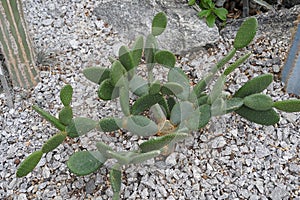 Cactus called in Latin Tacinga inamoena is a species of plant in the family Cactaceae.