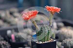 Cactus called \