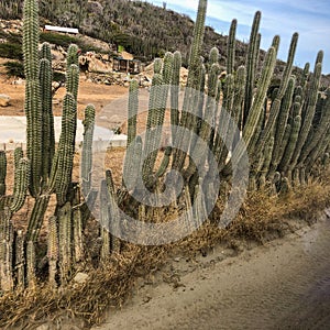Stenocereus griseus cactus photo