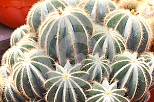 Cactus in cameron highland, malaysia