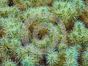 Cactus in Canary Islands. Close up, Background photo