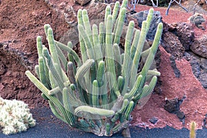 Cactus in Canary Islands. photo