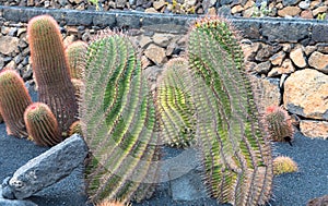 Cactus in Canary Islands. photo