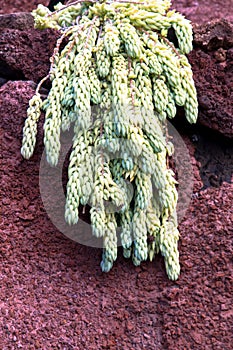 Cactus in Canary Islands. photo