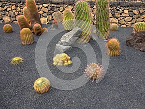 Cactus in Canary Islands. photo