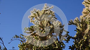 Cactus. Cane Chola Cylindropuntia spinosior on a background of blue sky. Arizona, USA