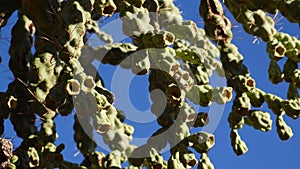 Cactus. Cane Chola Cylindropuntia spinosior on a background of blue sky. Arizona, USA