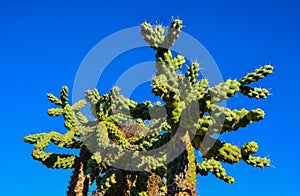 Cactus. Cane Chola Cylindropuntia spinosior on a background of blue sky. Arizona, USA