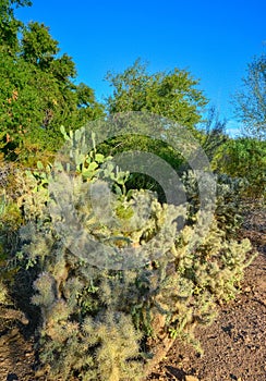 Cactus. Cane Chola Cylindropuntia spinosior on a background of blue sky. Arizona, USA