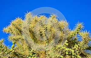 Cactus. Cane Chola Cylindropuntia spinosior on a background of blue sky. Arizona, USA