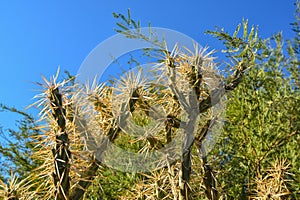 Cactus. Cane Chola Cylindropuntia spinosior on a background of blue sky. Arizona, USA