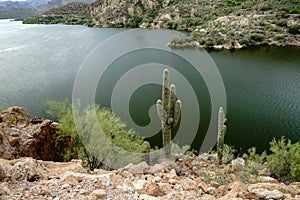 Cactus at Canyon Lake in the desert in Arizona