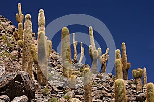 Cactus Canyon near San Pedro de Atacama - Chile