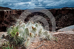 Cactus on Canyon Rim
