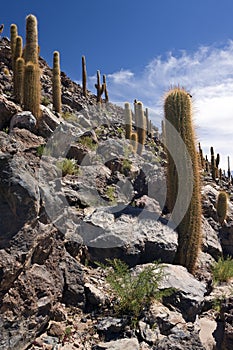Cactus Canyon - San Pedro de Atacama - Chile photo