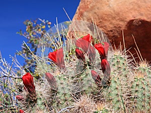 Cactus in Canyonlands park