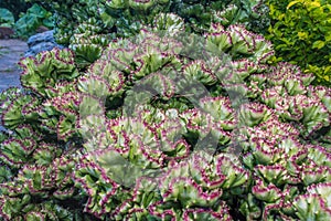 CACTUS CEREBRO EN PRIMER PLANO