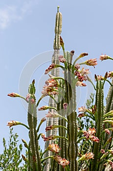 The cactus Cereus close-up.