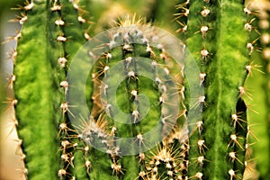 Cactus Cereus in the garden in Spring