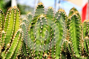 Cactus cereus in the garden in spring photo