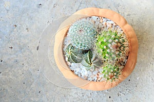 Cactus ( Cereus hexagonus Mill ) on flowerpot and blank area at