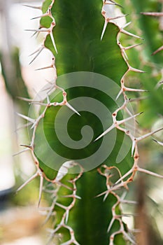 Cactus Cereus hildmannianus in latin
