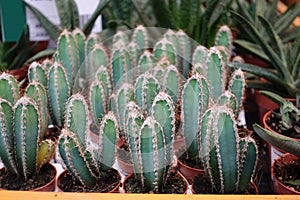 Cactus cereus Peruvians Cultivation of decorative cacti at home