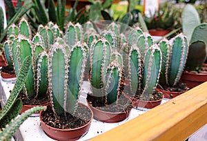 Cactus cereus Peruvians Cultivation of decorative cacti at home photo
