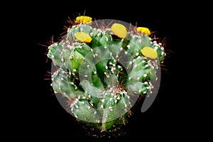 Cactus Cereus Peruvianus Monstrosus in front of black background photo