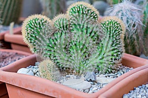 Cactus Cereus peruvianus Monstrosus - houseplant in earthenware pot photo