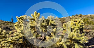 Cactus Cholla Teddy Bear Panorama photo