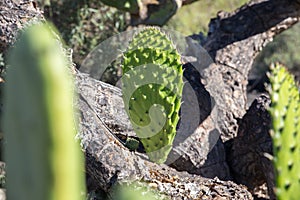 Cactus Chumbera Nopal photo
