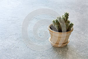 Cactus in a clat pot