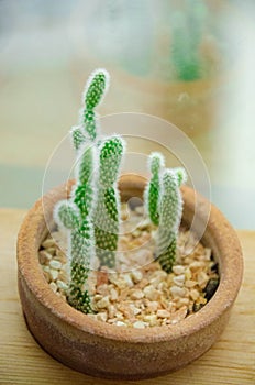 Cactus in a clay pot