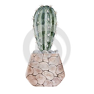 Cactus in a clay pot. Blue-green cactus. Home plant. watercolor illustration