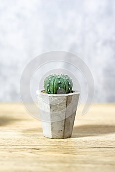 Cactus in a clay pot placed on a wooden table