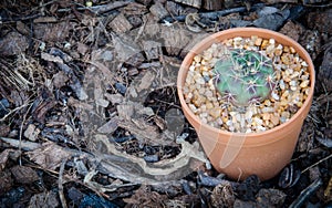 Cactus on clay soil