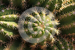 Cactus Close-up