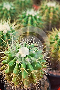 Cactus close up