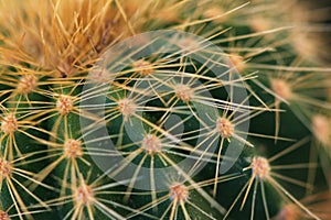 Cactus Close-up